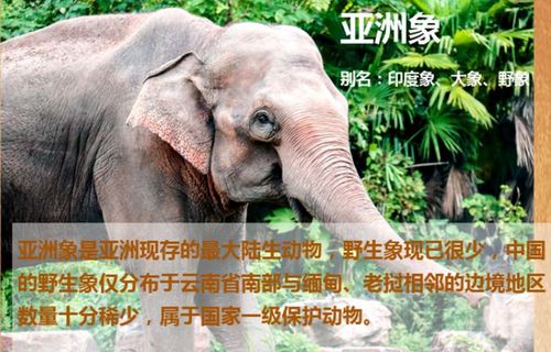 云南北迁野象群接近昆明 ,关于亚洲象你了解多少?