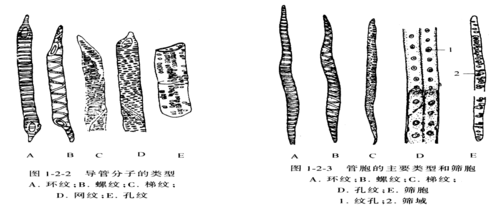 机械组织 机械组织起支持作用,主要特征是细胞的次生壁强烈加厚,可分