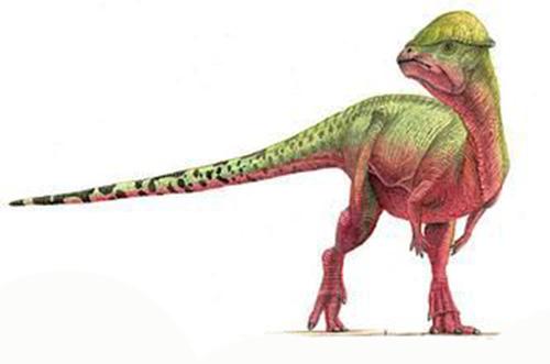 4米.它的头拱在已知的厚头龙下目中是最高的.