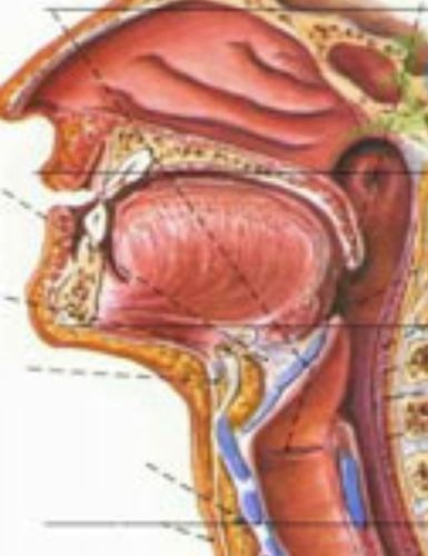 咽部机械性创伤