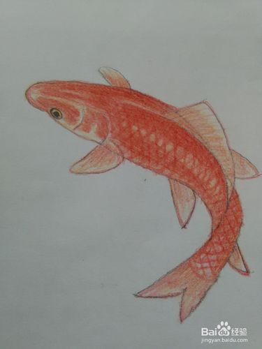 用彩铅来涂红鲤鱼比较好看,先画好红鲤鱼的轮廓,再由浅到深涂色,下面