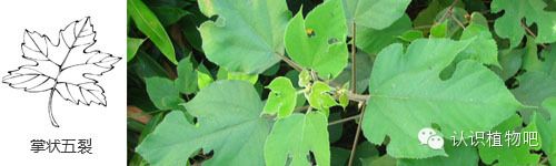 认识植物吧之27基础知识叶缘与叶裂