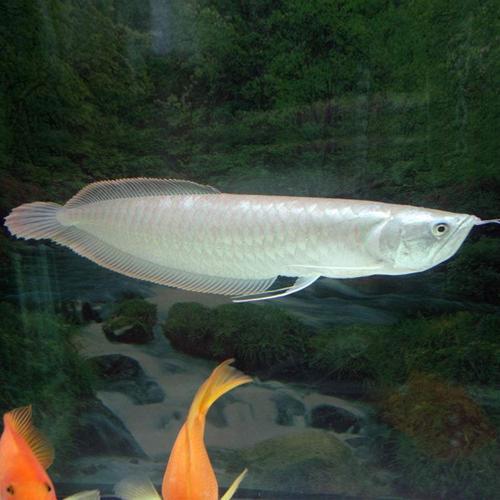 热带观赏鱼活体银龙鱼活鱼大中型鱼缸风水宠物鱼金龙鱼鹦鹉鱼龙鱼