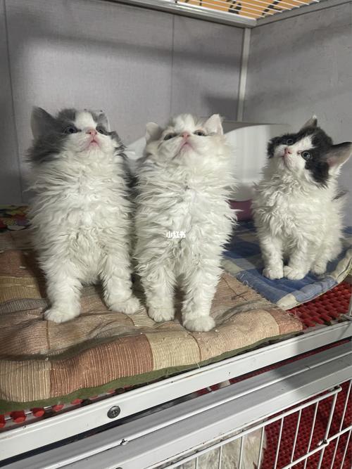 赛尔凯克卷毛猫 纯合子_萌宠_猫猫_我的萌宠_宠物_猫