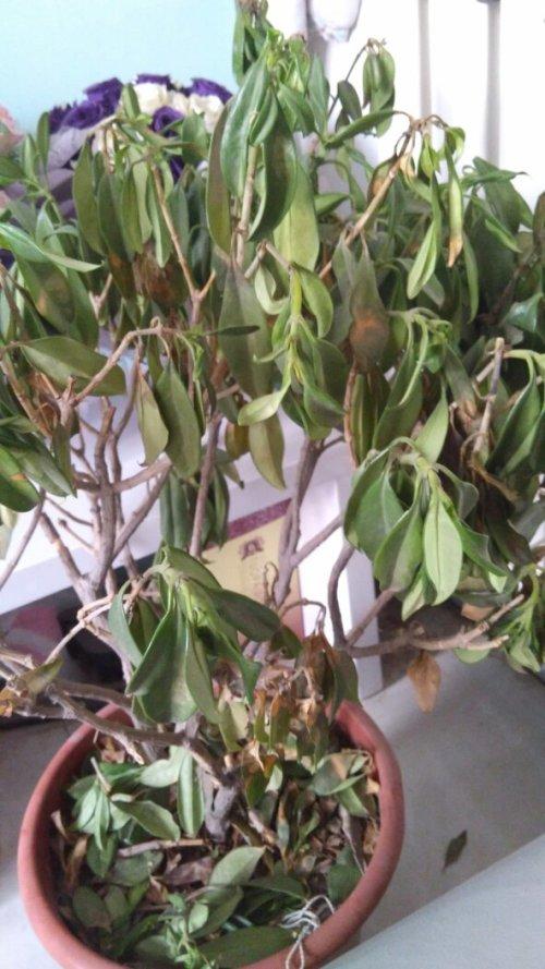 我买的非洲茉莉花一年了都长的挺好,现在冬天了我家的