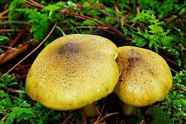 云南野蘑菇拾趣61荞面菌