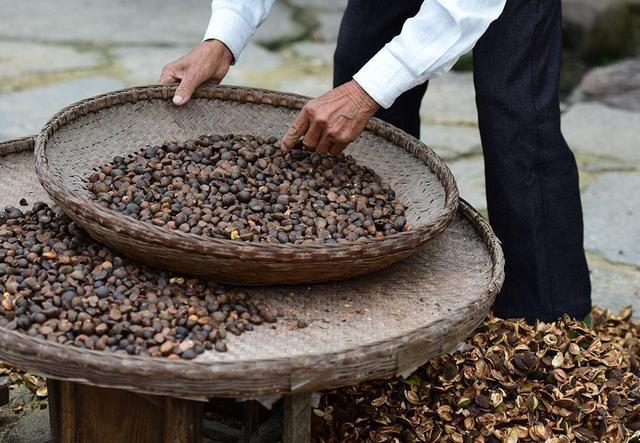 红花山茶籽榨油机制油工艺及发展前景
