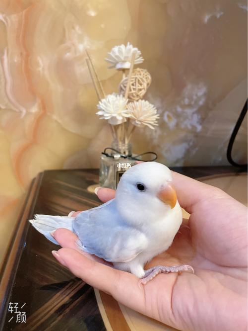 芋泥_鹦鹉_牡丹_手养牡丹鹦鹉_宠物_宠物其他