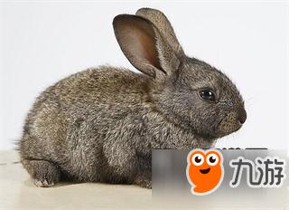 阴阳师信物线索现世悬赏封印线索汇总一览