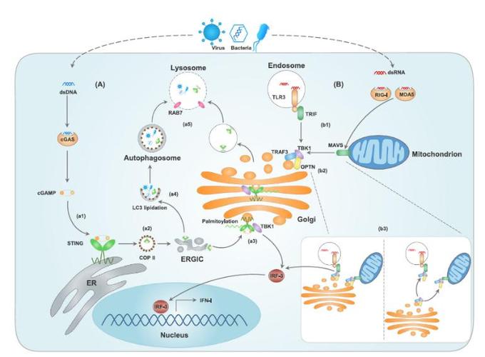 高尔基体:固有免疫调节新平台