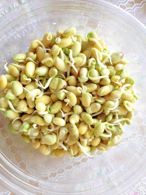 自己发的黄豆芽