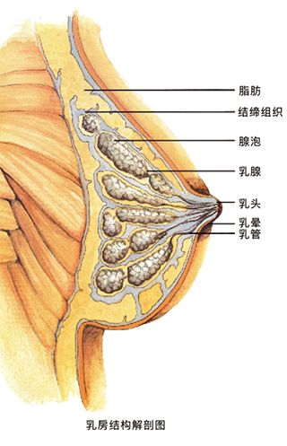 谋取正确之道,应该从西方解剖医学开始了解乳房的构造