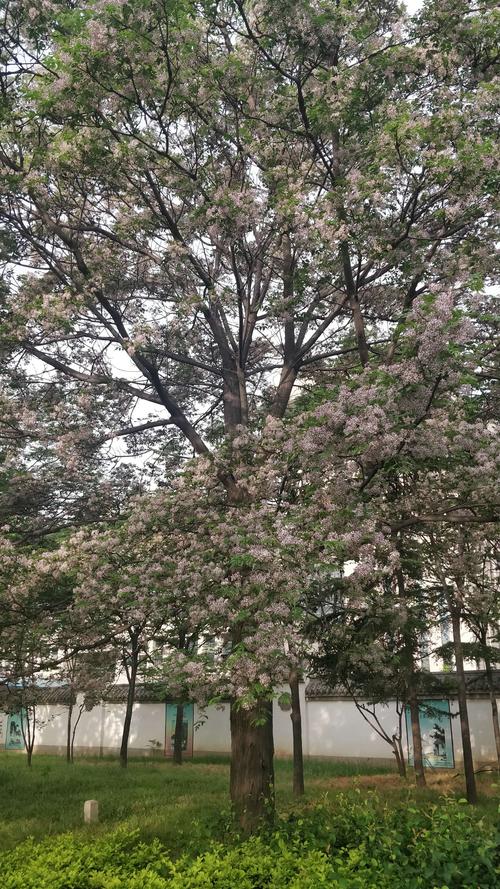 苦楝花
