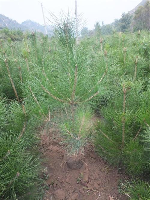 供应油松苗,油松苗新价格,百度推存山西油松苗(图)