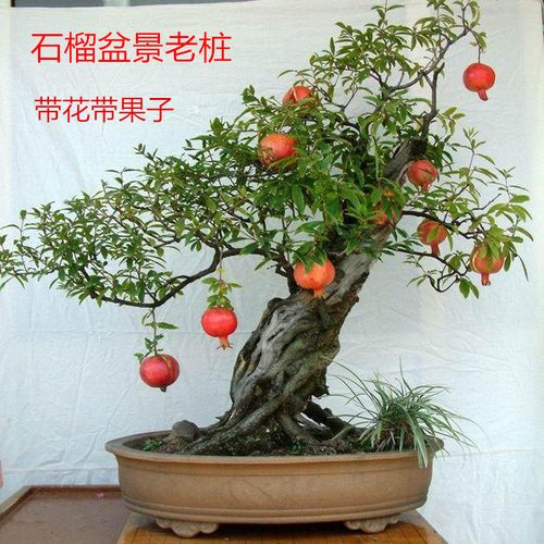 石榴盆景绿植