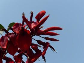 刺桐花图片大全共55张