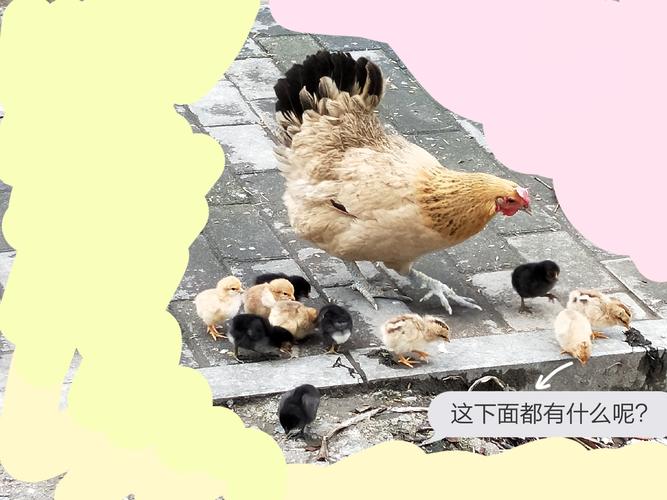 进来看可爱小鸡仔!