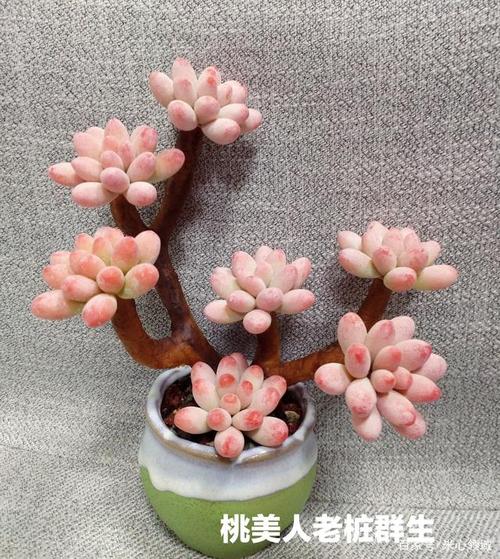 桃美人