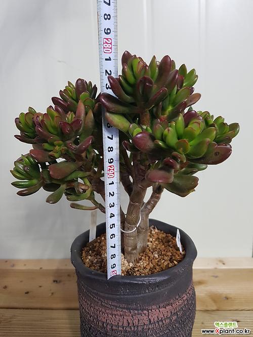 筒叶花月一体桩 多肉植物