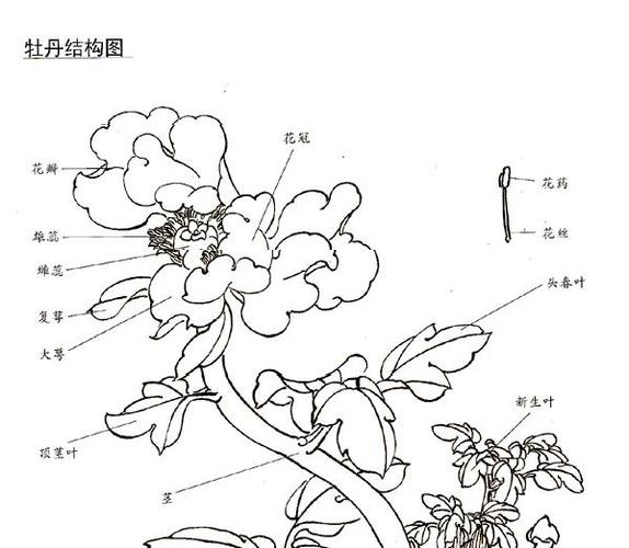 牡丹需要在冬季经过充分的低温休眠才能在来年春天开出艳丽的花朵