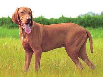 维兹拉犬的选购要点