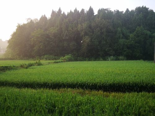 乡村的早晨