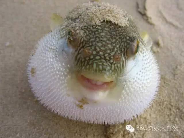 遇到危险就自动膨胀作丑河豚你有毒