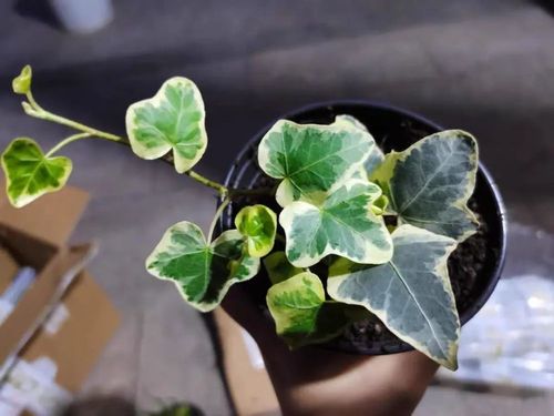 花叶常青藤,贵族品种,客厅,卧室养1盆,堪称离子净化器