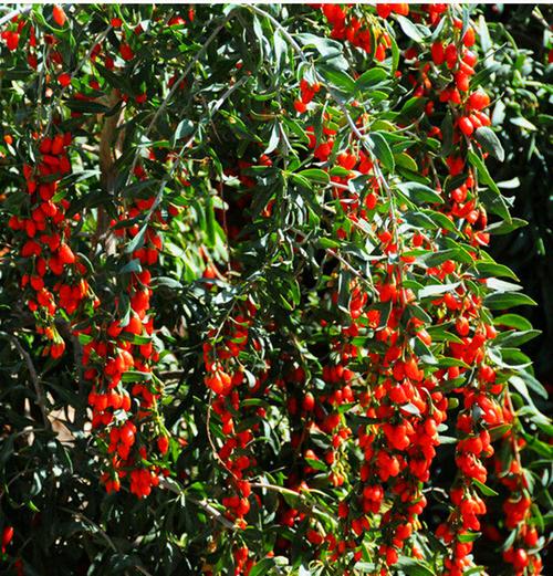 黑枸杞苗正宗西域枸杞苗枸杞树苗枸杞子阳台盆栽地栽