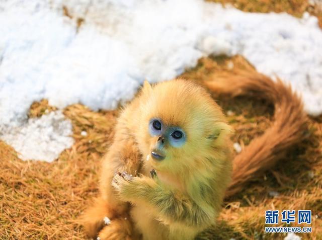 偷偷吃了雪花"冰激凌"的金丝猴宝宝表情呆萌.新华网发