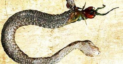 本草杂录——毒蛇·蜈蚣·蝎子