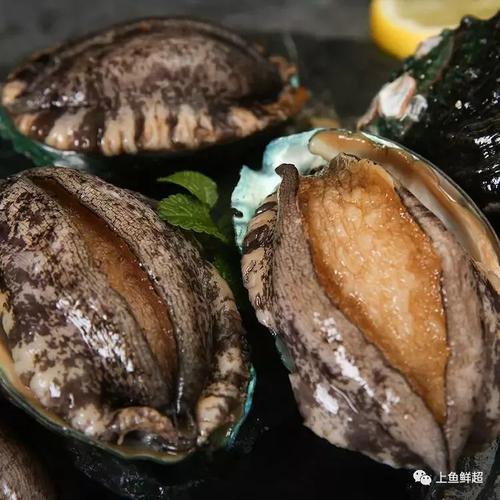 唤醒·对味觉的记忆 弹/醇/厚/香(大连鲍鱼)