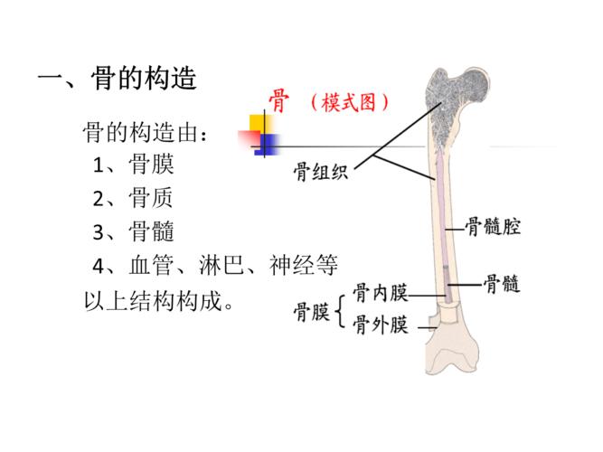 骨组织结构讲解ppt30页