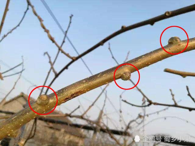 猕猴桃的休眠期与生长期修剪影响整年产量!该采用哪些