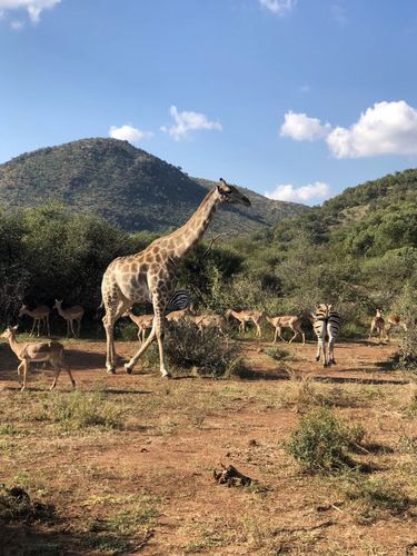 南非野生动物园