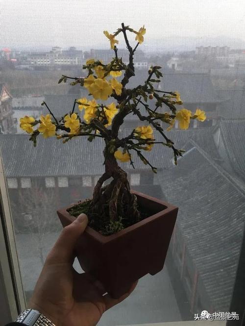 盆景欣赏:苍劲古朴,典雅清秀_树桩