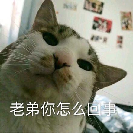 老弟你怎么回事(猫咪)_猫咪_老弟_怎么回事表情