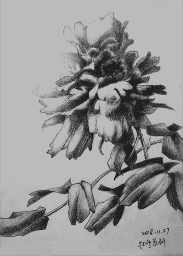 花卉素描(21幅)