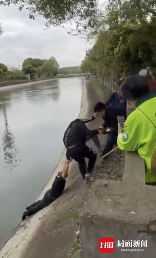 女孩落水众人牵手营救封面新闻对话跳水营救者我只是做了一件大家都会