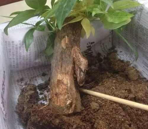 发财树烂根不要扔给它做3件事重新长出新根