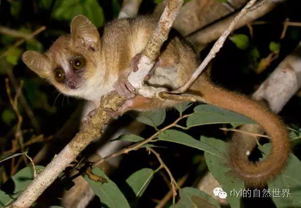 【rlyl物种说】今日--倭狐猴(grey mouse-lemur)