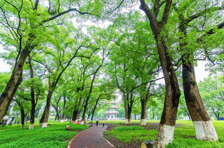 香樟林(漳平江滨公园)