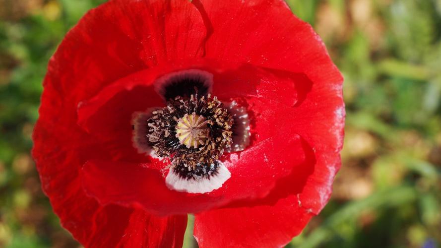 高清罂粟花图片(10/13)