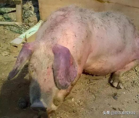 当前2021年非洲猪瘟高发地区前期主要出现的症状有哪些