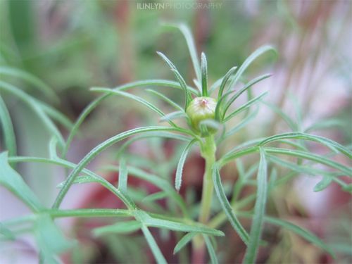 波斯菊,开花了
