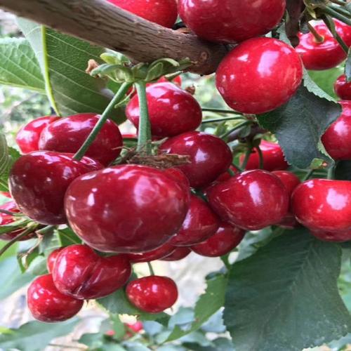 罗亚明大樱桃苗