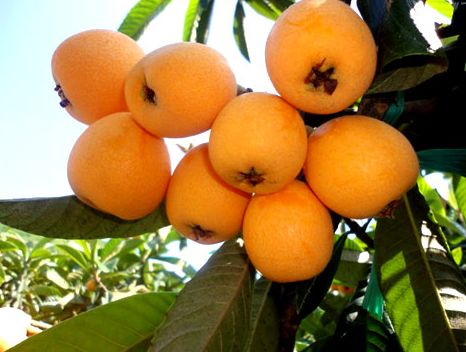 我国最好吃的10大枇杷,看看有没有你家乡的,你认为的