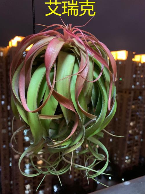 空气凤梨tericknobloch稀有品种室内懒人植物无土植物艾瑞克