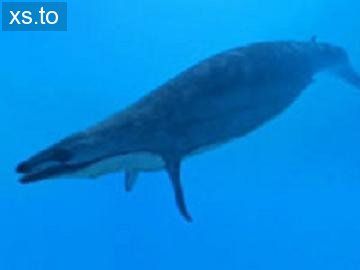 龙王鲸(basilosaurus)