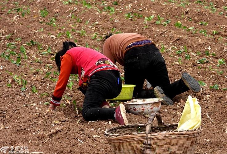 实拍农民移栽菜苗真辛苦